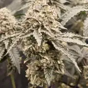 FASTBUDS Biscotti Gelato