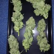 Fastbuds Wedding Cheesecake FF