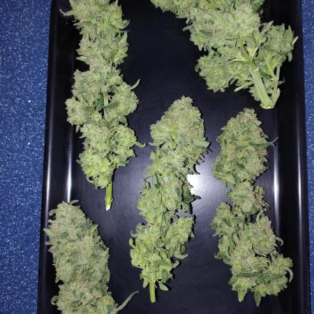 Fastbuds Wedding Cheesecake FF