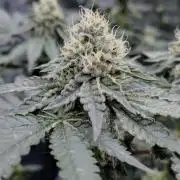 FASTBUDS Biscotti Gelato