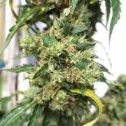 Fastbuds Gorilla Z Auto
