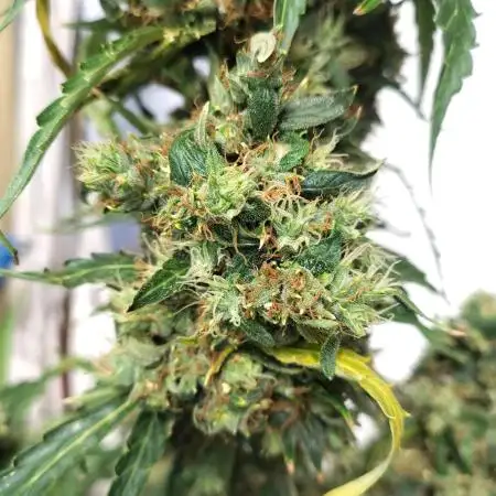 Fastbuds Gorilla Z Auto