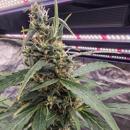 Fastbuds Gorilla Z Auto