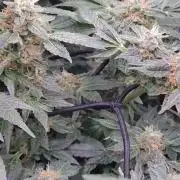 Fastbuds Mixpack 💚💚💚