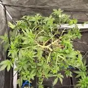 FASTBUDS Biscotti Gelato