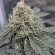 FASTBUDS Biscotti Gelato