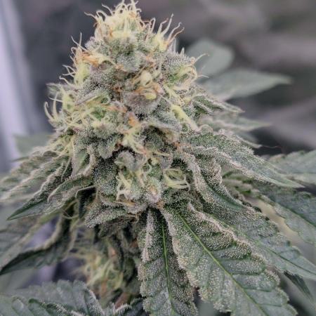 FASTBUDS Biscotti Gelato