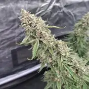 Purple Punch Automatik