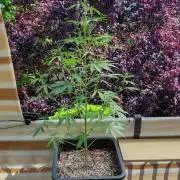 Fastbuds Gorilla Z Auto