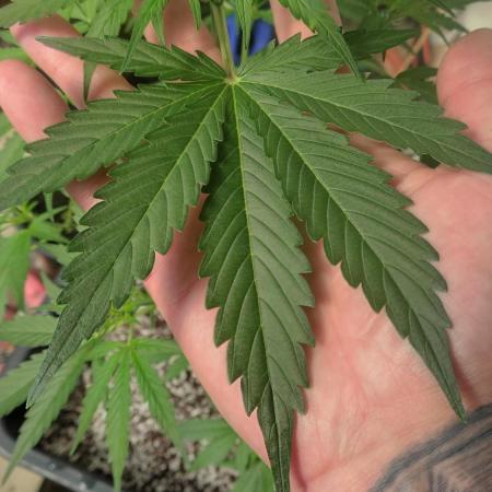 Fastbuds Gorilla Z Auto