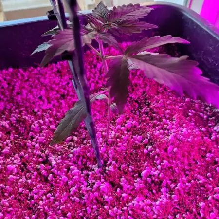 Fastbuds Gorilla Z Auto