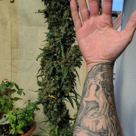 Fastbuds Gorilla Z Auto