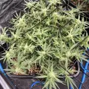Fastbuds Wedding Cheesecake FF