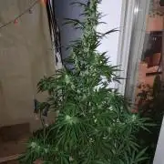 Fastbuds Gorilla Z Auto