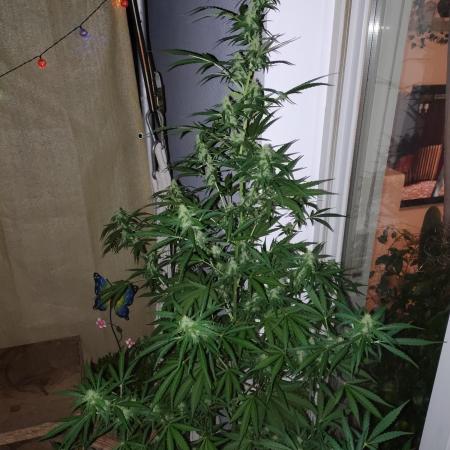 Fastbuds Gorilla Z Auto