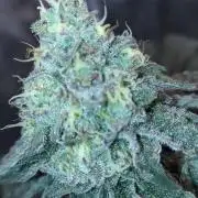 FASTBUDS Biscotti Gelato