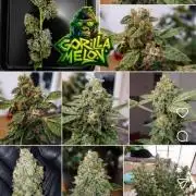 Fastbuds Mixpack 💚💚💚