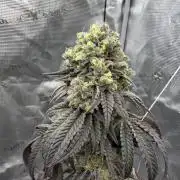 Coco Milk S1