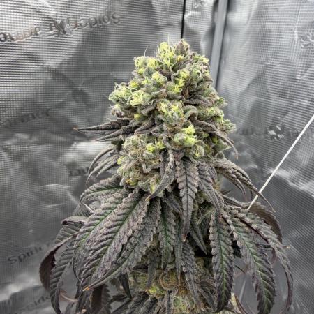 Coco Milk S1