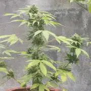 First Lab seed