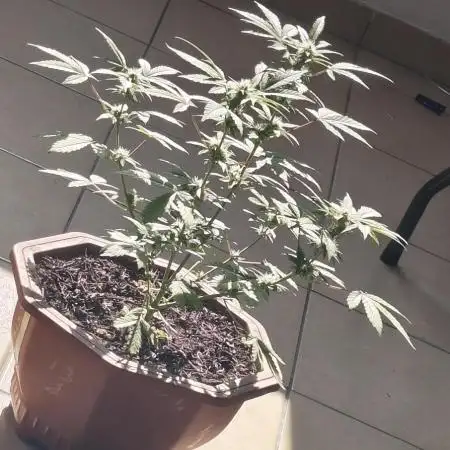 First Lab seed