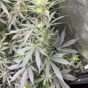 Gorilla cookies