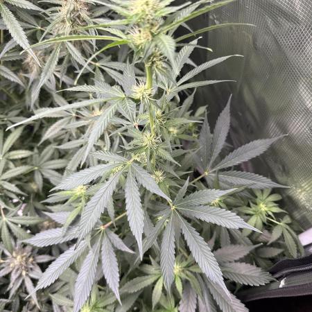 Gorilla cookies