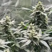 Blackberry auto