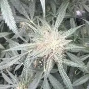 Hulk berry