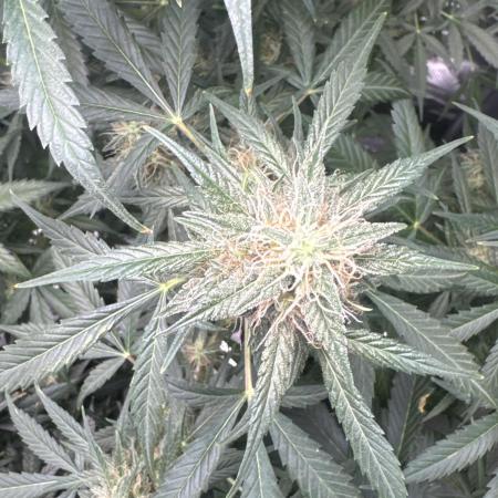 Hulk berry