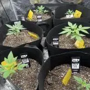 Growing six strains from fastbuds420