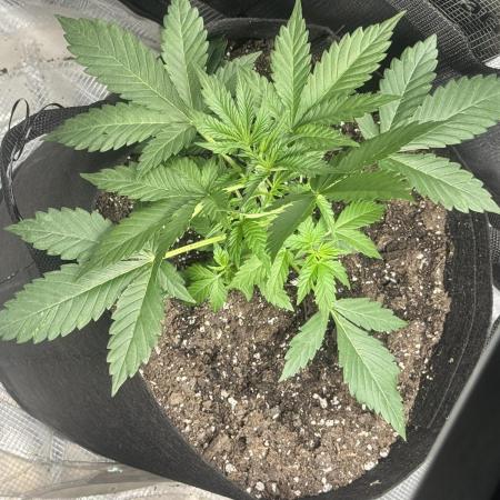 Stone Marley Growing Time 420
