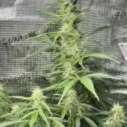 Hulk berry