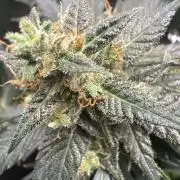 Blackberry auto
