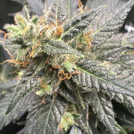 Blackberry auto