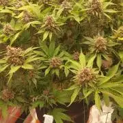 First grow - Tropicana Cookies FF