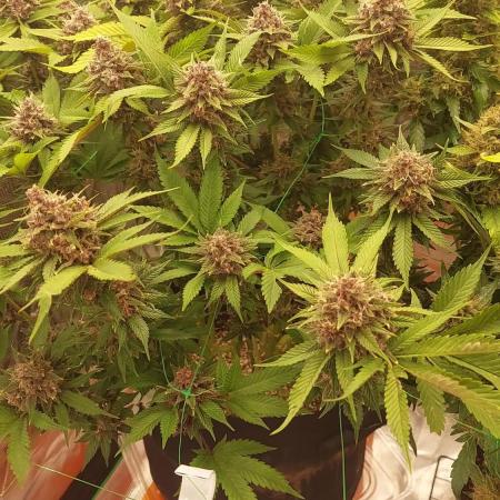 First grow - Tropicana Cookies FF