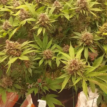 First grow - Tropicana Cookies FF