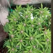 First grow - Tropicana Cookies FF