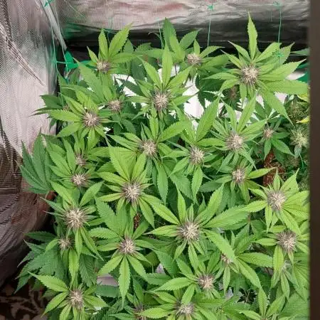 First grow - Tropicana Cookies FF