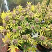 First grow - Tropicana Cookies FF