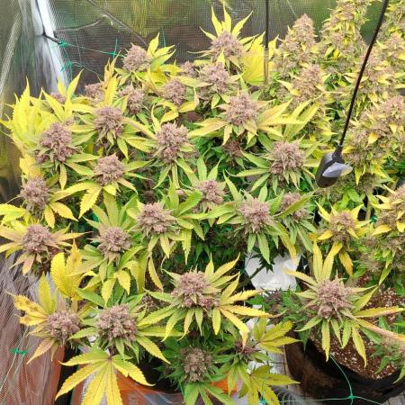 First grow - Tropicana Cookies FF