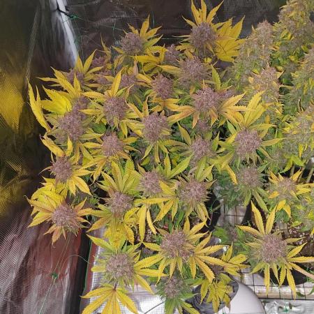 First grow - Tropicana Cookies FF