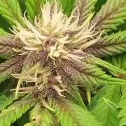First grow - Tropicana Cookies FF