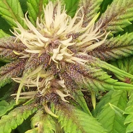 First grow - Tropicana Cookies FF