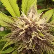 First grow - Tropicana Cookies FF