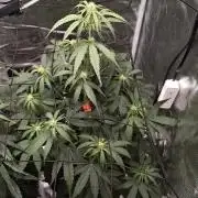First Grow - Orion F1 Hybrid Auto x2