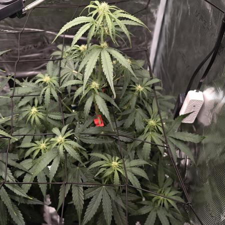 First Grow - Orion F1 Hybrid Auto x2