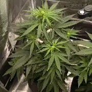 First Grow - Orion F1 Hybrid Auto x2