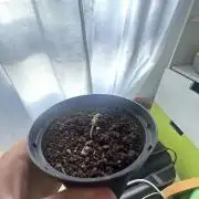 Original Jack Herrer